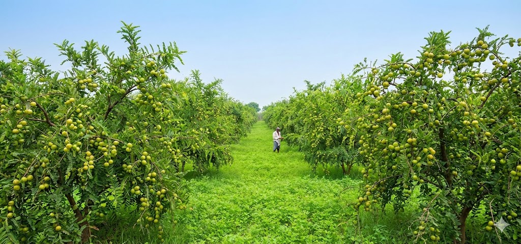 आंवला उत्पादन